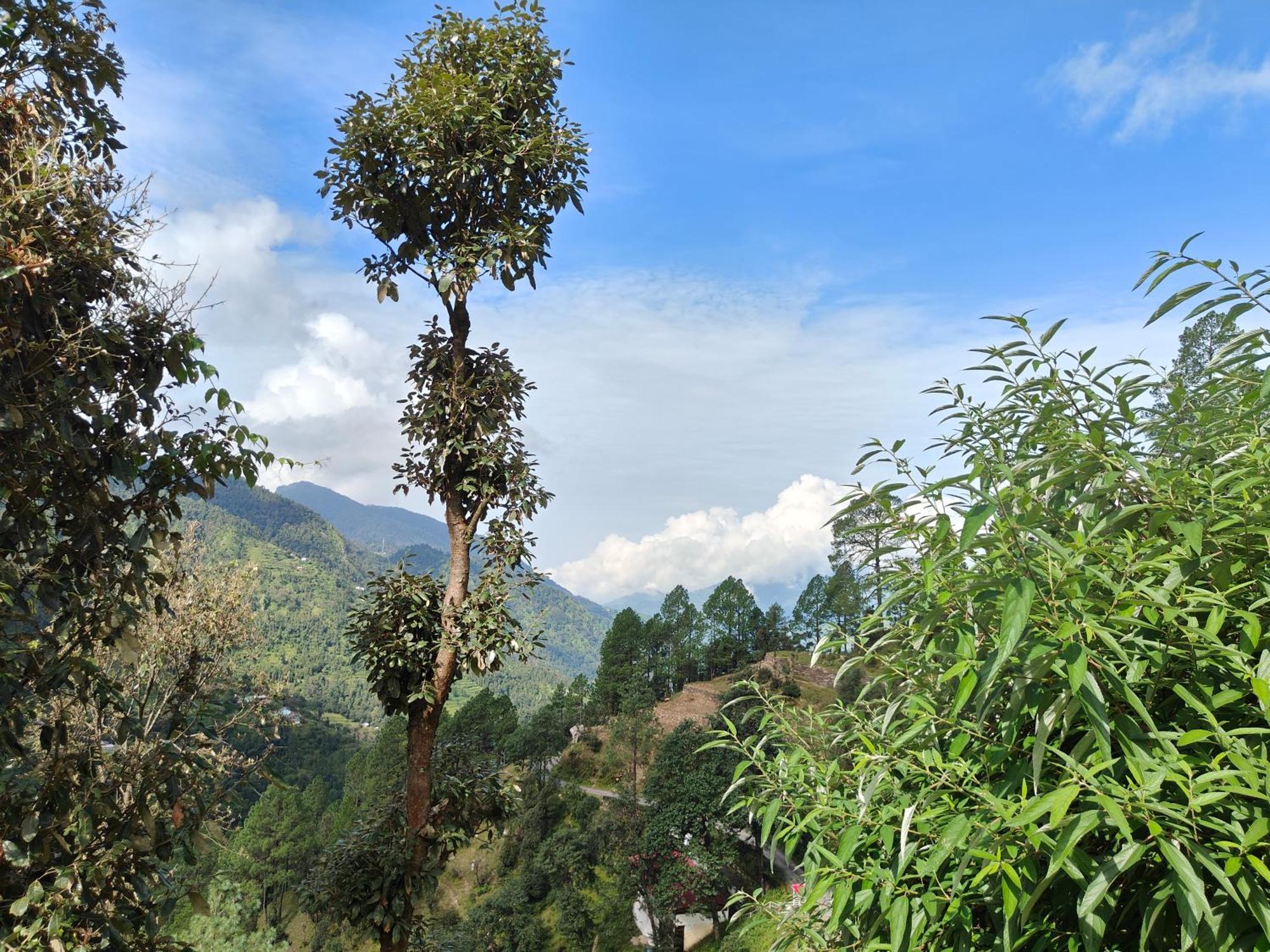Himwanderer Camps & Cottages Pangot Nainital Kültér fotó