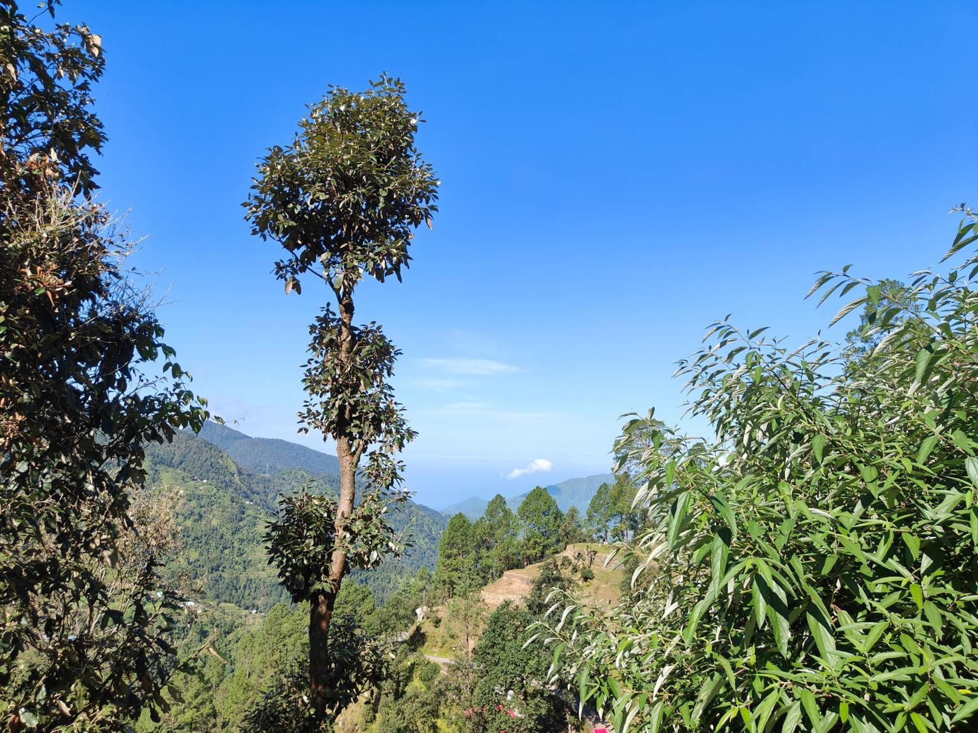 Himwanderer Camps & Cottages Pangot Nainital Kültér fotó