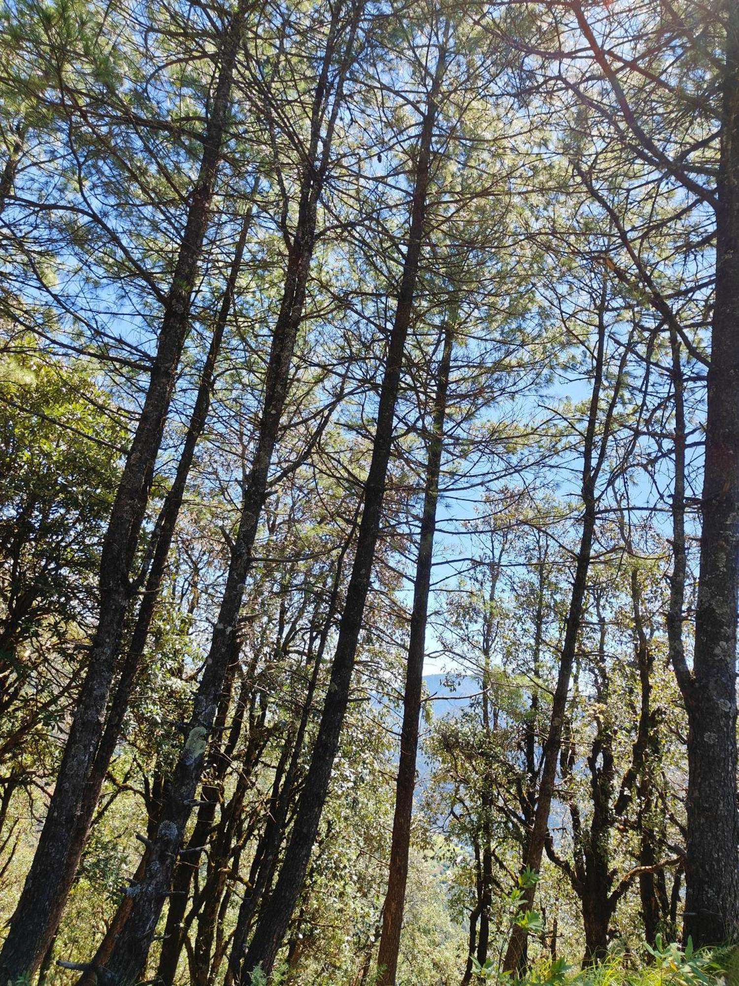 Himwanderer Camps & Cottages Pangot Nainital Kültér fotó