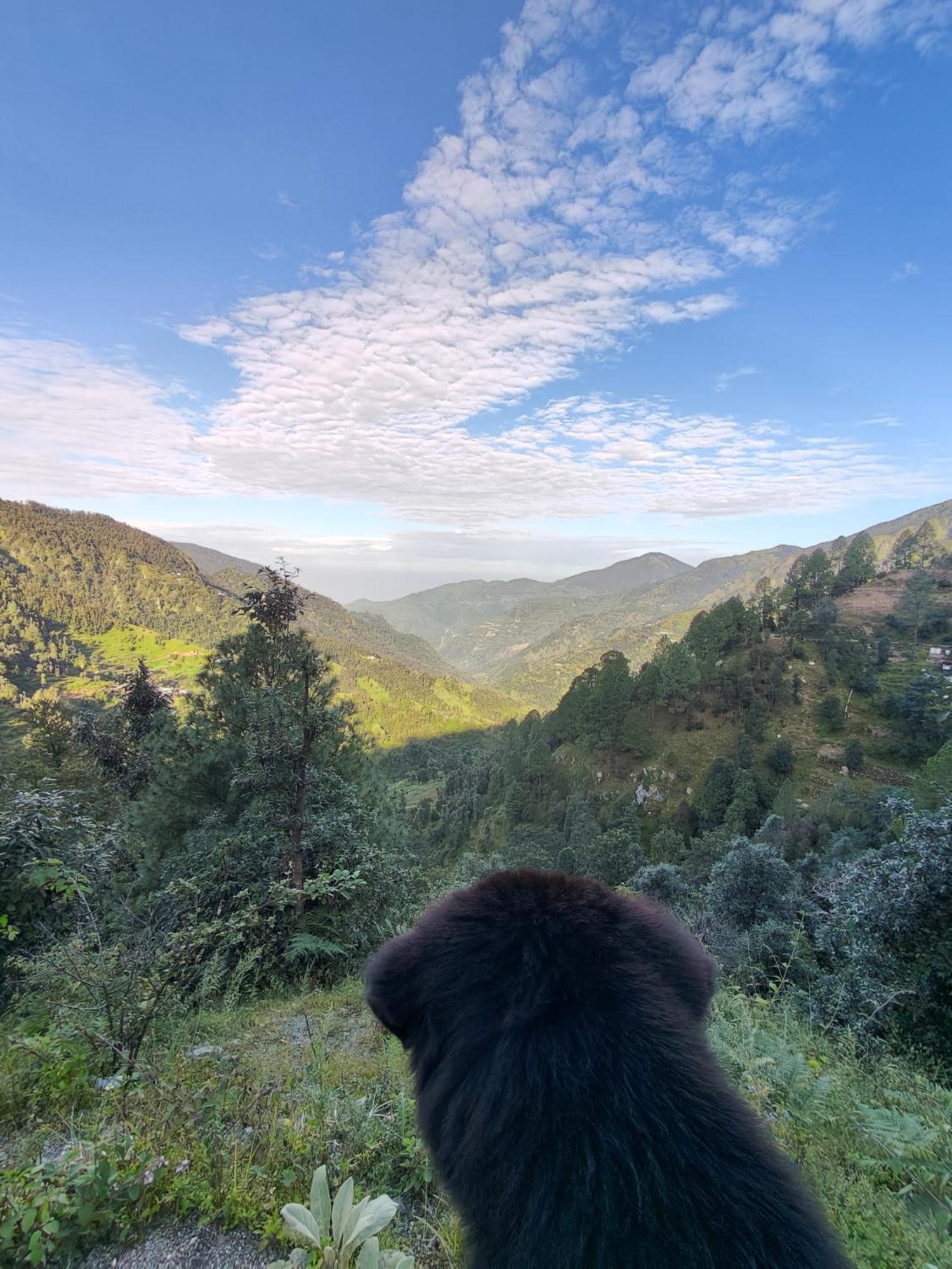 Himwanderer Camps & Cottages Pangot Nainital Kültér fotó