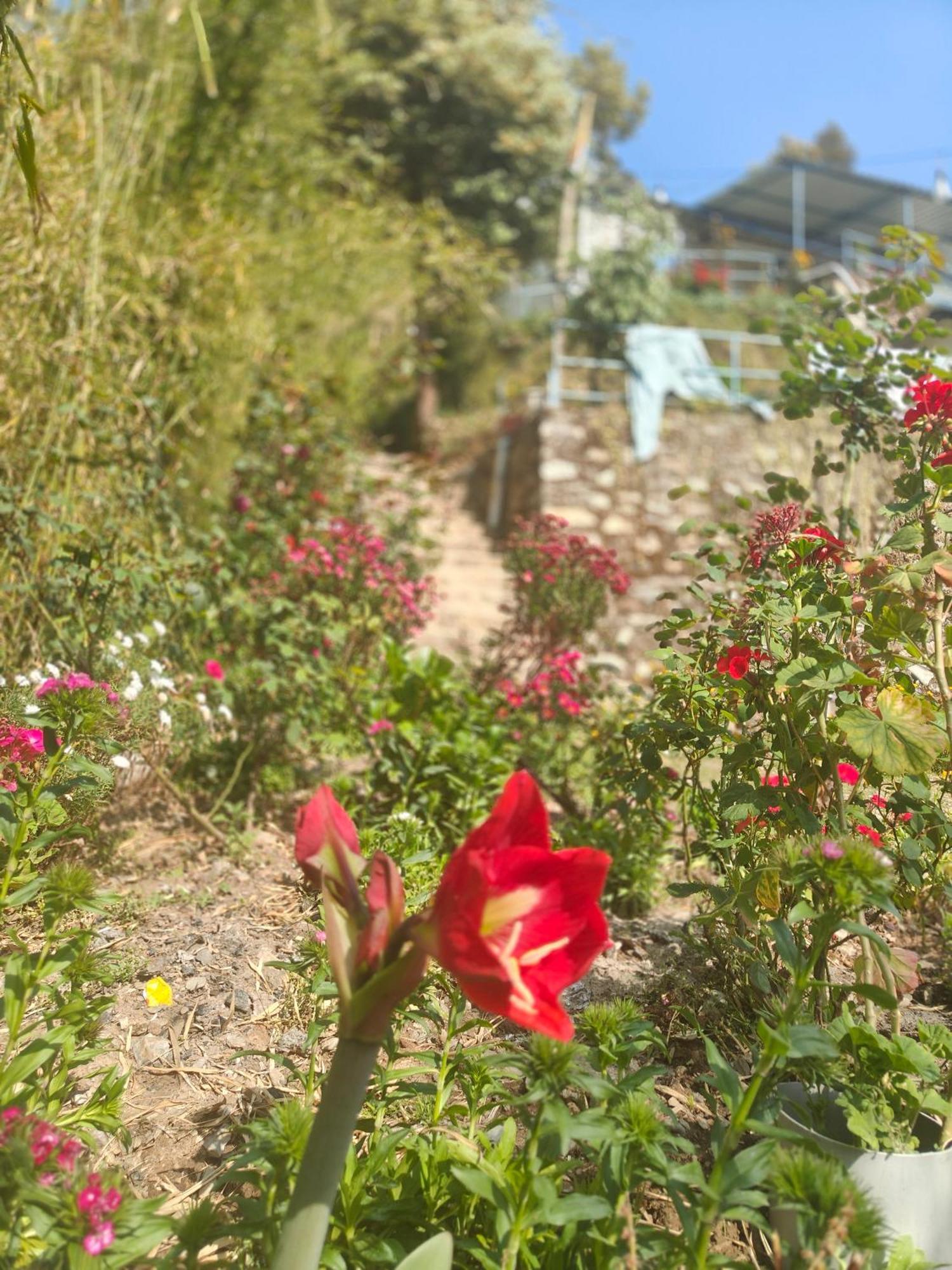 Himwanderer Camps & Cottages Pangot Nainital Kültér fotó