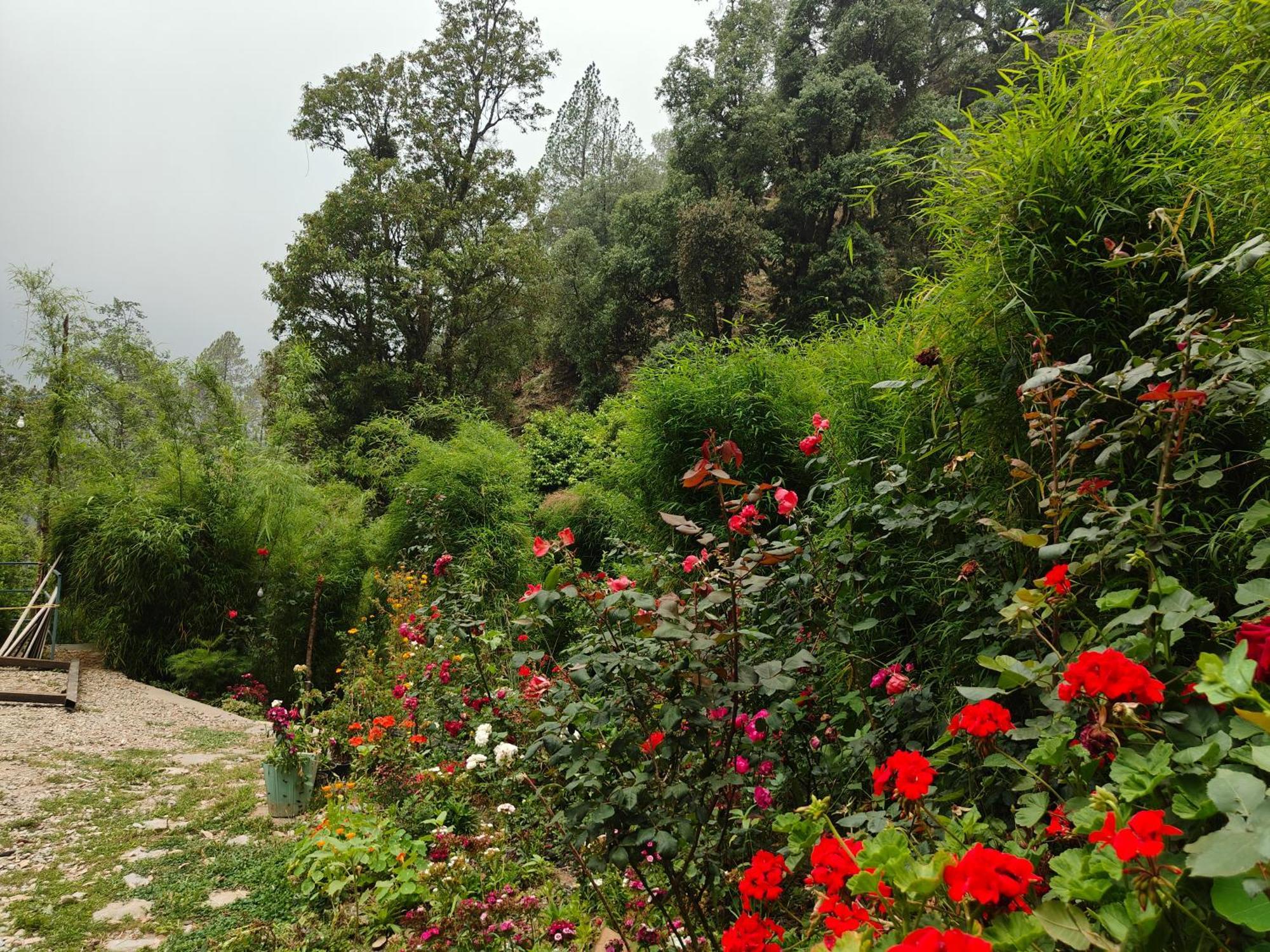 Himwanderer Camps & Cottages Pangot Nainital Kültér fotó